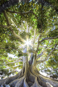 The boy who fell in love with a tree