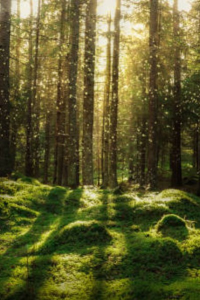 The Land of Lost Gods