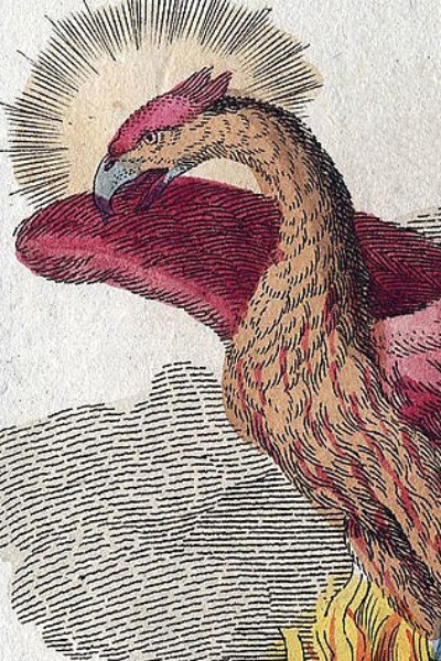 Raising Phoenix From Today