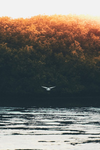 The Carpet Over Alinov