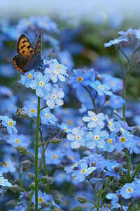 Forget me Not