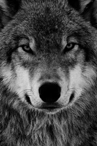 I’m a wolf but I can level up? (Discontinued )