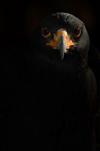 The Black Eagle
